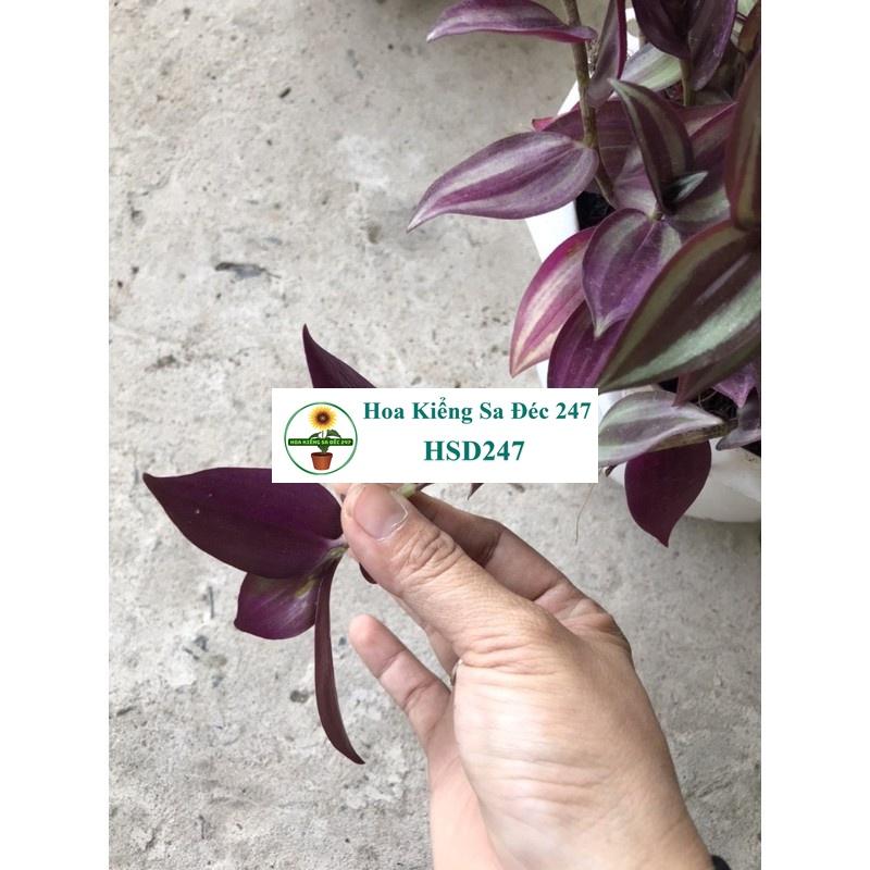 Cây rau trai tím chậu treo tặng phân bón - hoa kiểng lá - trang trí nội thất