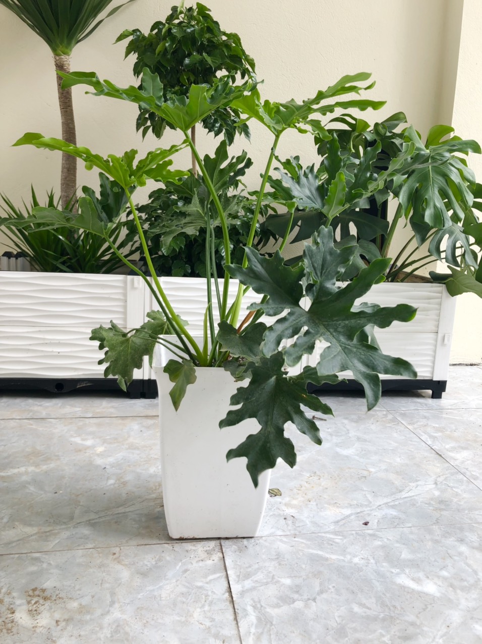 Chậu Trụ Vuông Cao, Chậu Trồng Cây Giả Sứ Cao Cấp Siêu Bền Xịn, Chậu Nhựa Bầu Đứng Dáng Cao