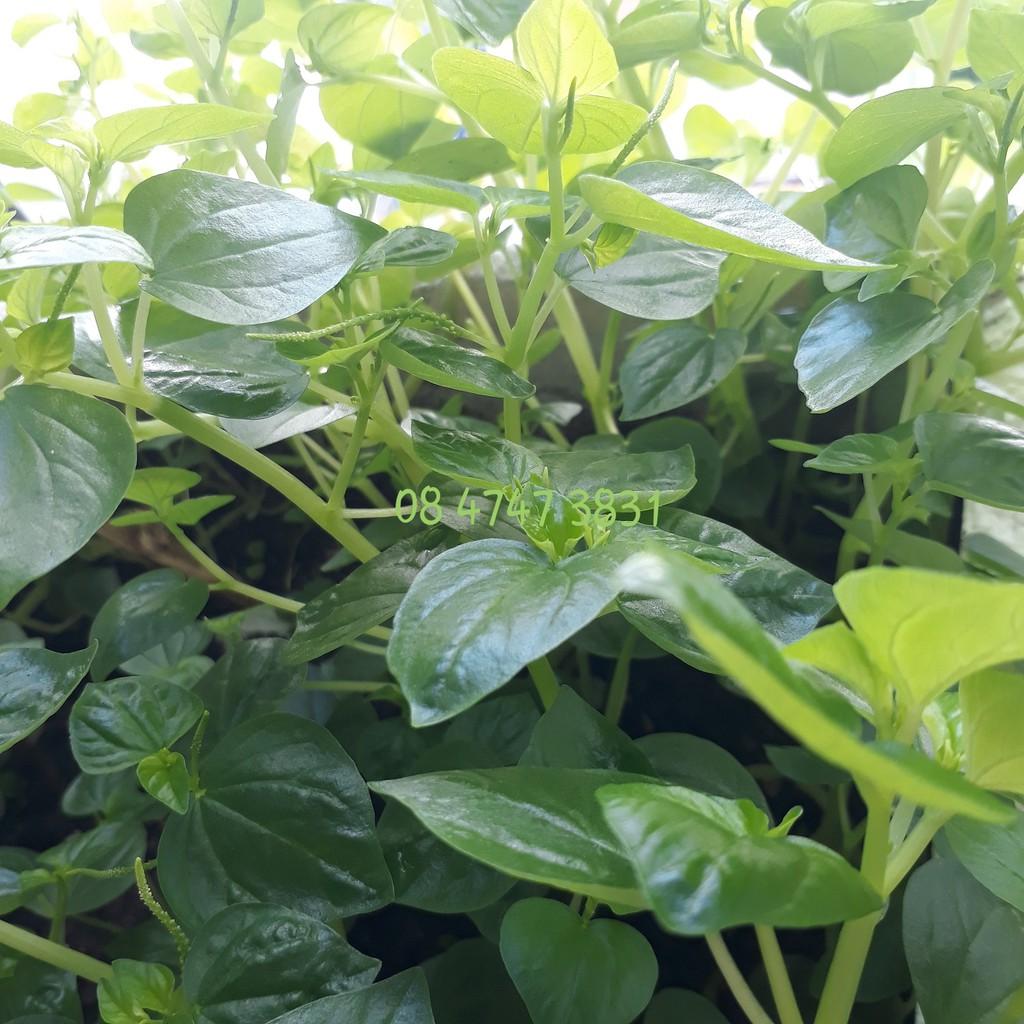 Hạt giống Rau Càng Cua, đóng gói 0.5gr