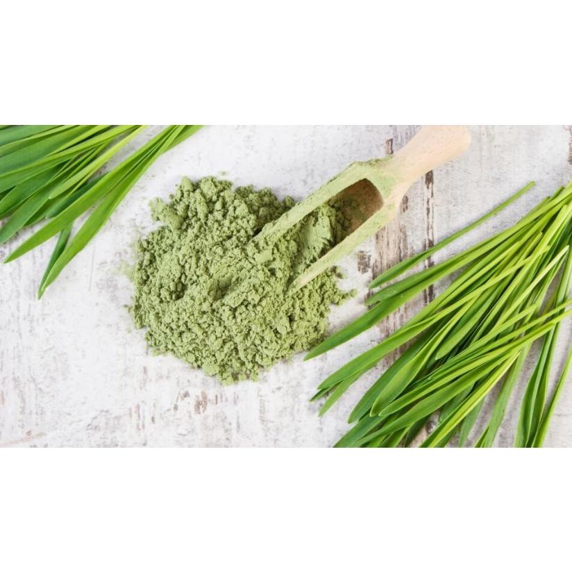 BỘT CỎ LÚA MÌ HỮU CƠ Navitas Naturals Organic Wheatgrass Powder, Non-GMO, USDA-Organic, 28g (1 oz)