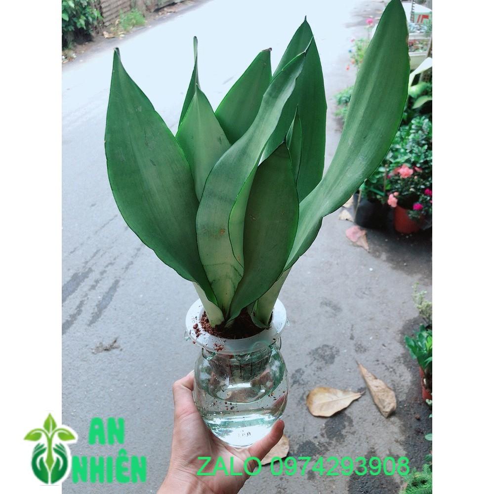 Chậu Lưỡi Hổ Bạc Thủy Canh