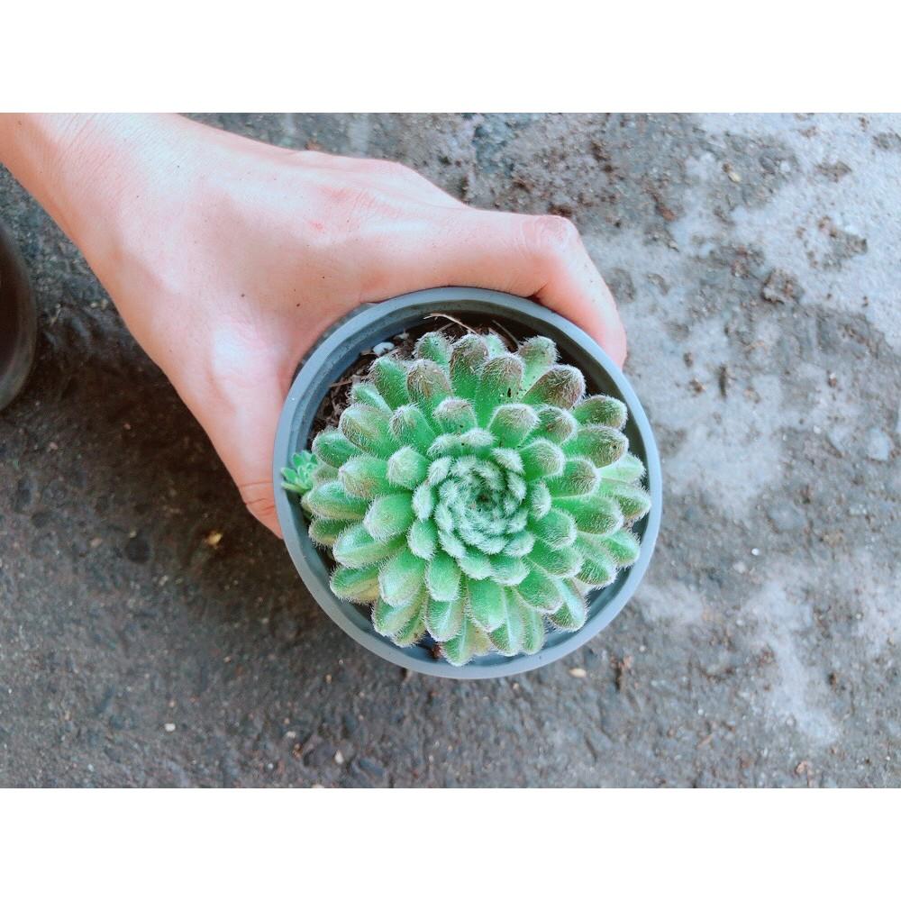 Chậu Phật Bà Xanh