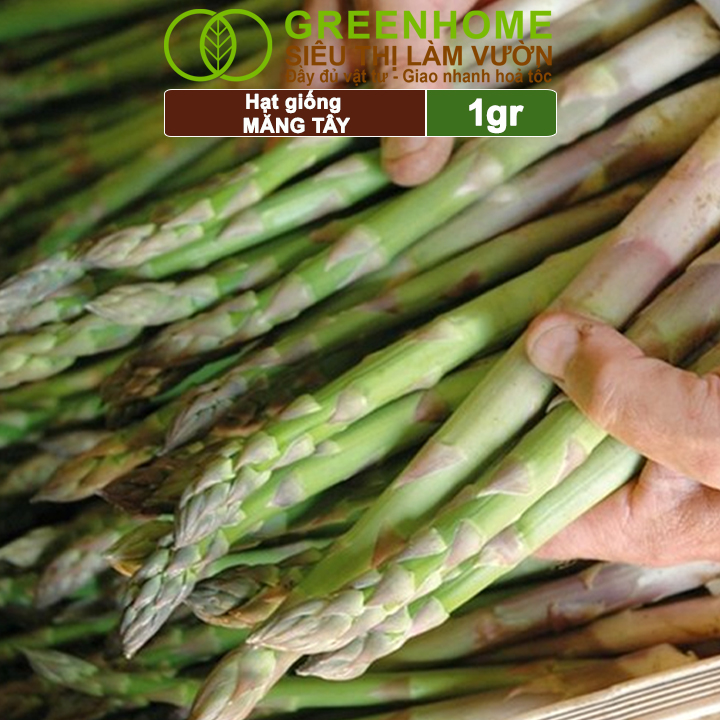 Hạt Giống Măng Tây Xanh Greenhome, Gói 0.5g, Dễ Trồng Quanh Năm, Nảy Mầm Cao, Thu Hoạch Nhanh, Năng Suất Cao T19