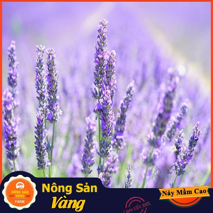 Hạt giống Hoa Oải Hương