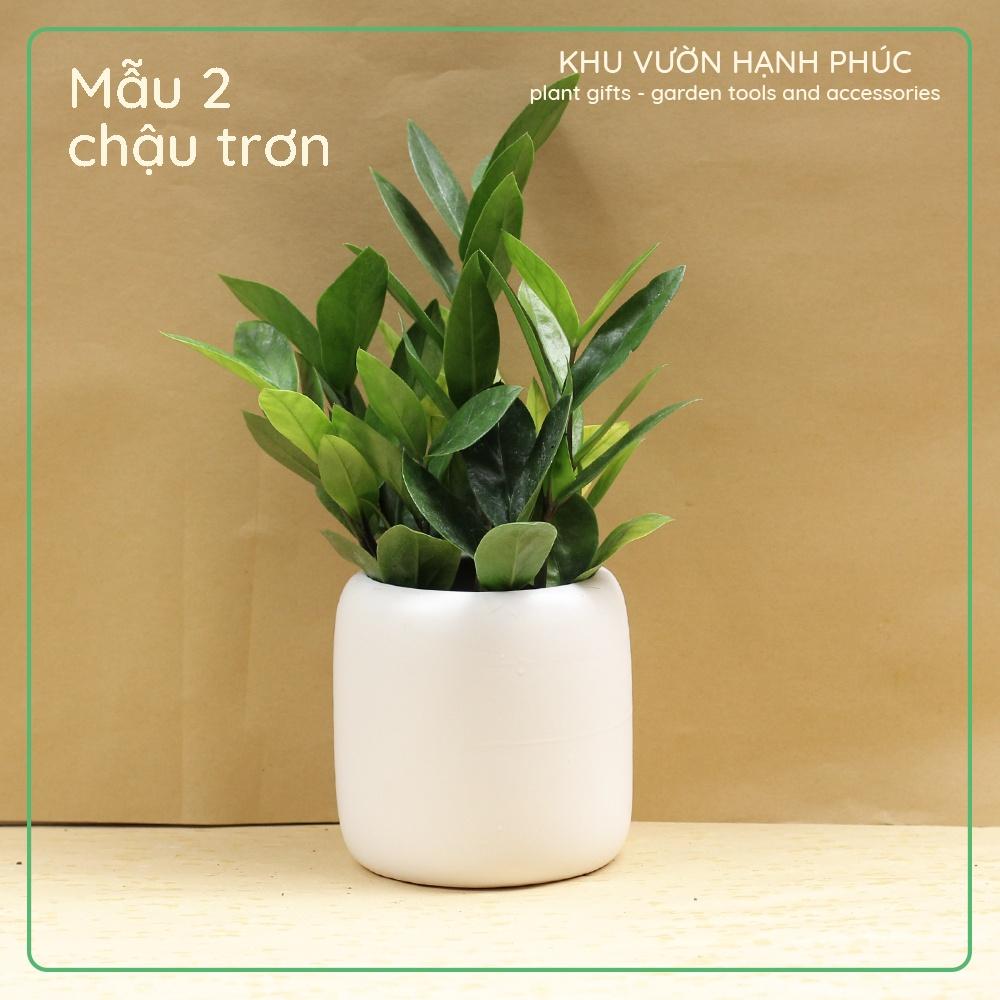 Cây Kim Tiền - Kim Phát Tài, cây để bàn văn phòng, may mắn, tài lộc (cây kèm chậu tráng men)