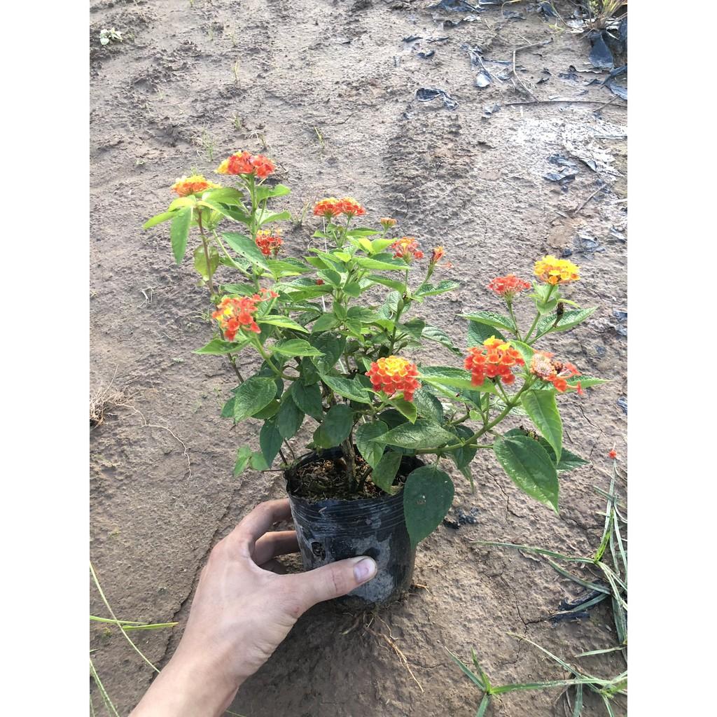 Cây hoa ngũ sắc đỏ cam đứng, chiều cao 20cm tán lá sum suê hoa nở bắt mắt thích hợp trang trí sân vườn