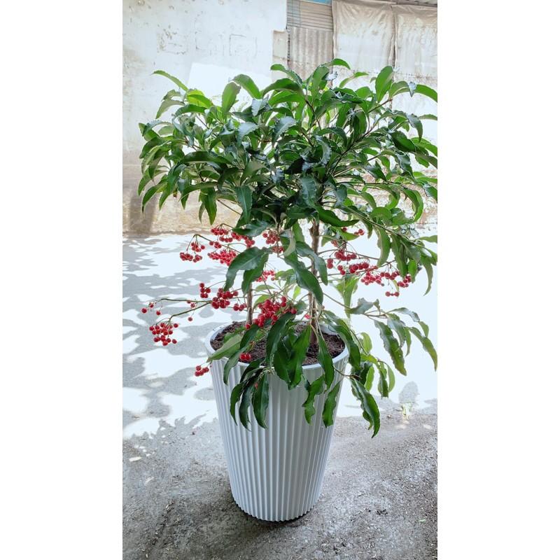 Chậu Cây Kim Ngân Lượng