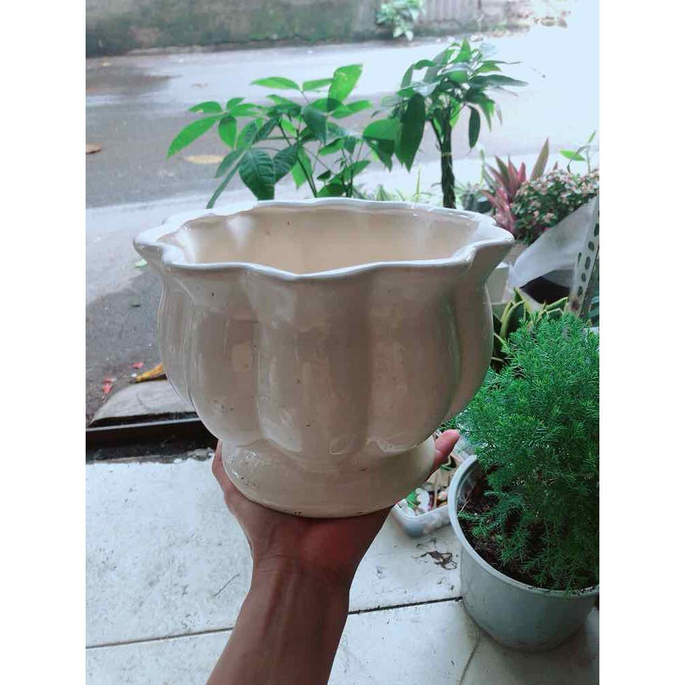 Chậu Trồng Cây Bán Chạy