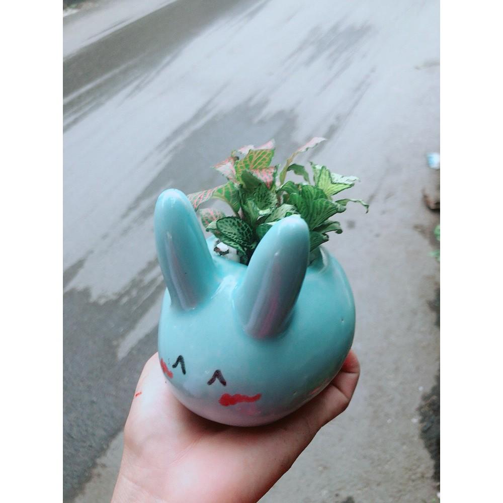Chậu Cẩm Nhung Thỏ Xanh