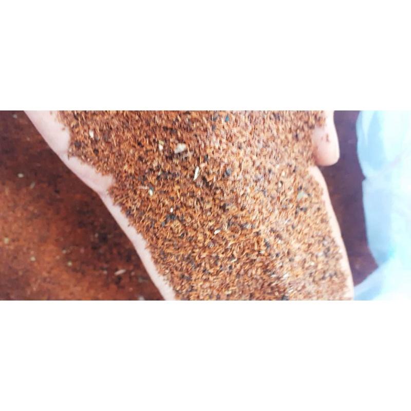 100 gram hạt bạch đàn đỏ