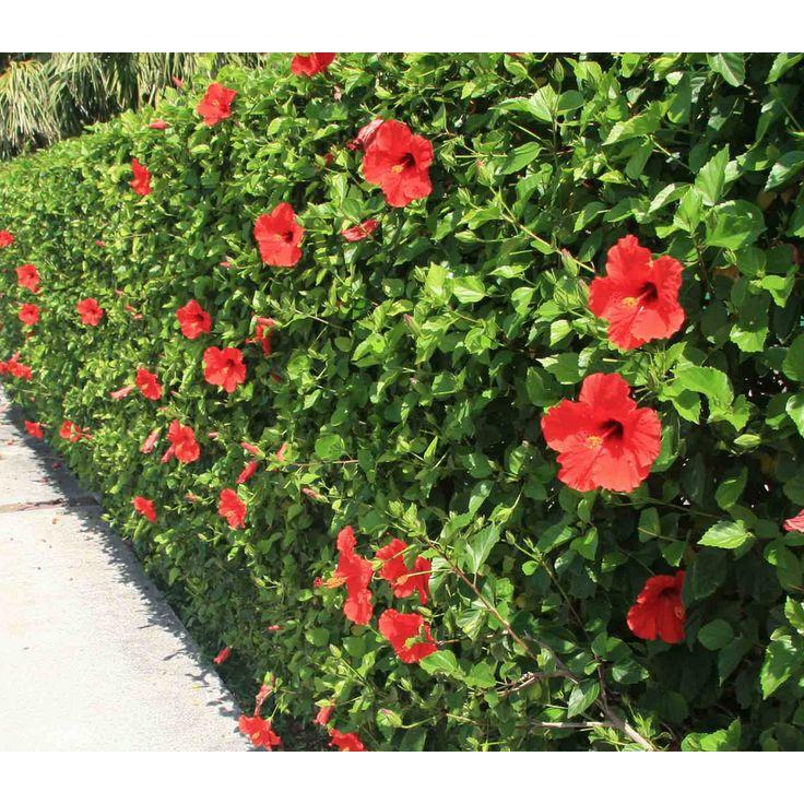 CÂY giống HOA DÂM BỤT.