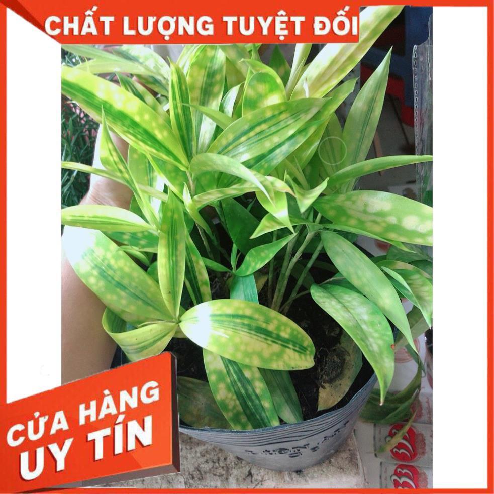 Cây Trúc Nữ Hoàng Hay Trúc Nhật