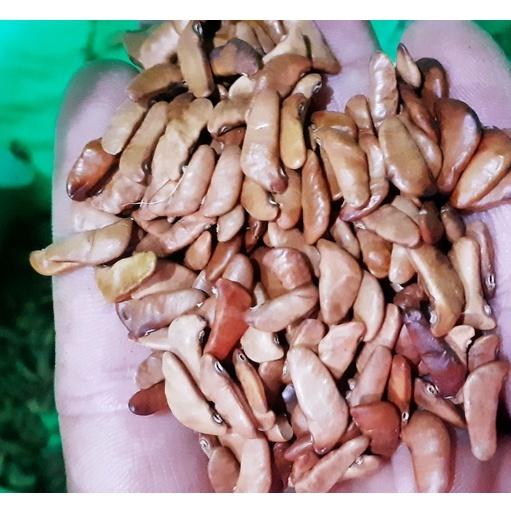 50 gram hạt giống giáng hương