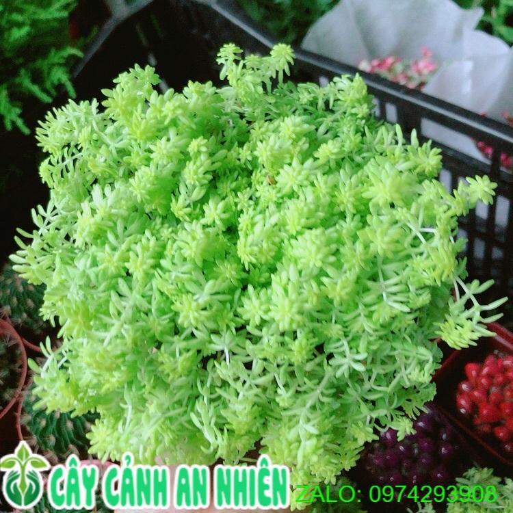 Sen Sedum vàng