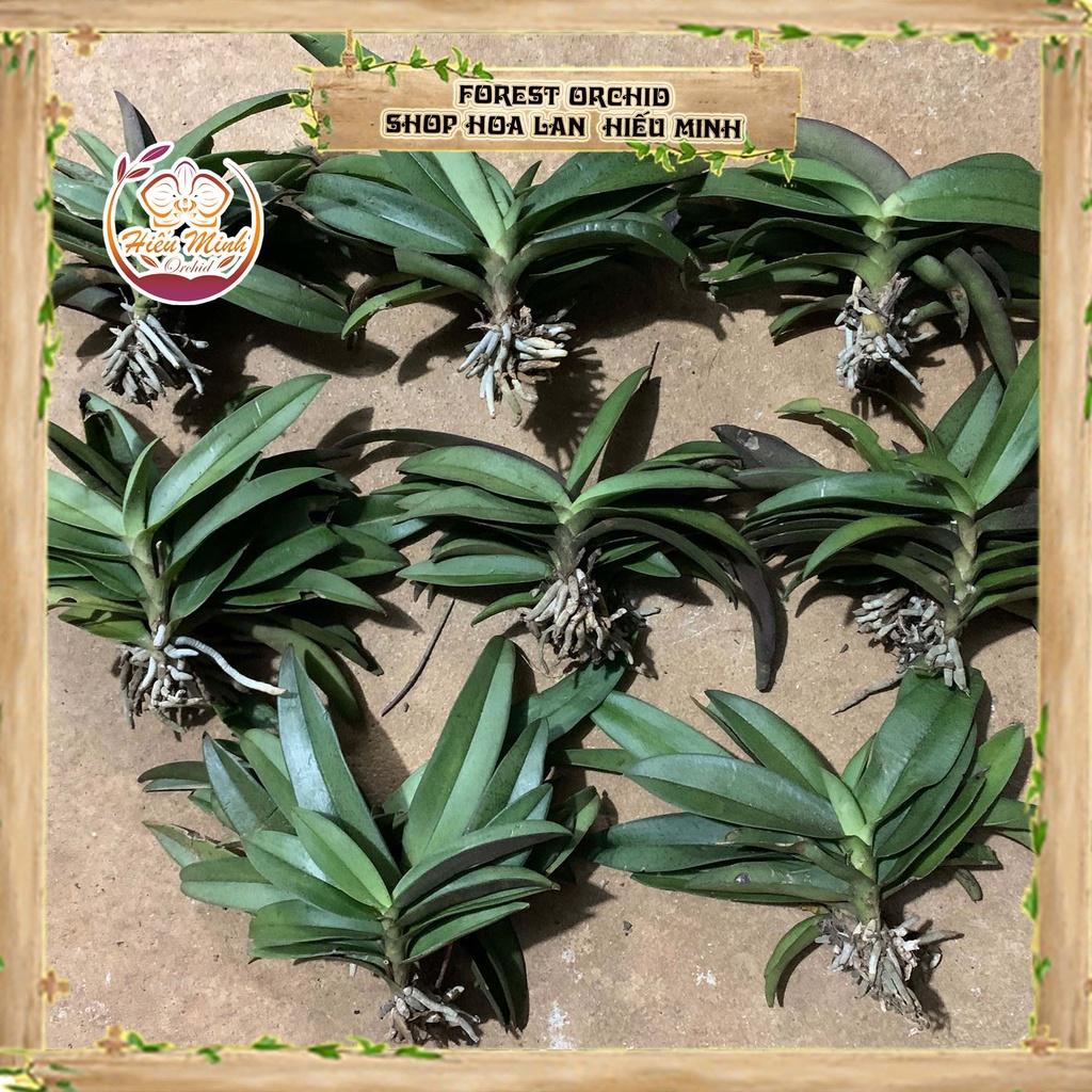 Hoa Lan đột biến Tiểu Hồ Điệp Rừng, Mini, Phong lan rừng Tây Bắc, Lào, Cây Giống Giá Rẻ, Địa, Hồ Điệp Đẹp