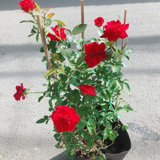 Hoa Hồng Siêu Nụ