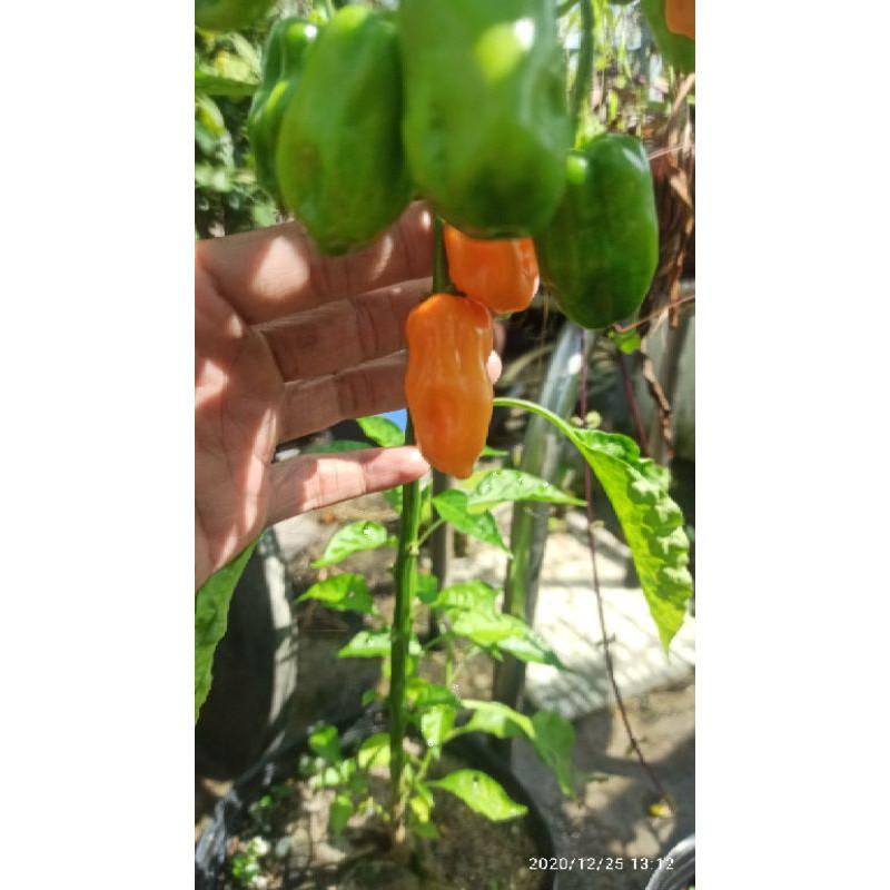 hạt ớt Habanero cam ( Habanero orange)