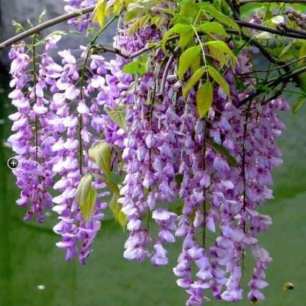 Sản phẩm HOA TỬ ĐẰNG