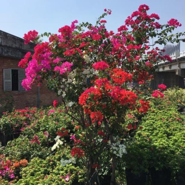 Hoa giấy ngủ sắc