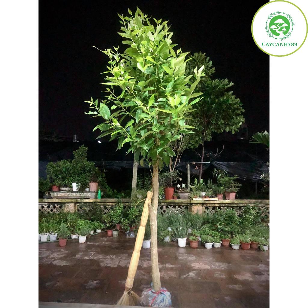 Cây vối nếp trưởng thành cao 1m3