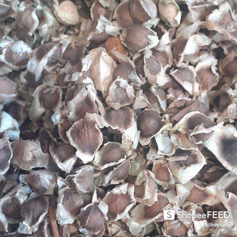 250 gram hạt giống cây chùm ngây