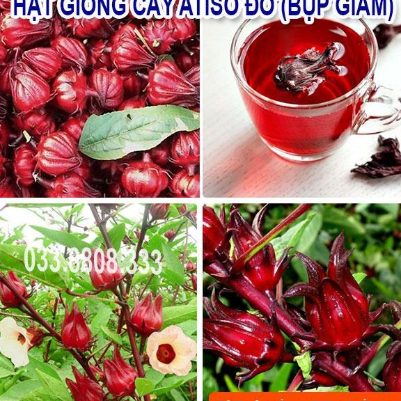 HẠT GIỐNG QUẢ ATISO ĐỎ DỄ TRỒNG TẠI NHÀ