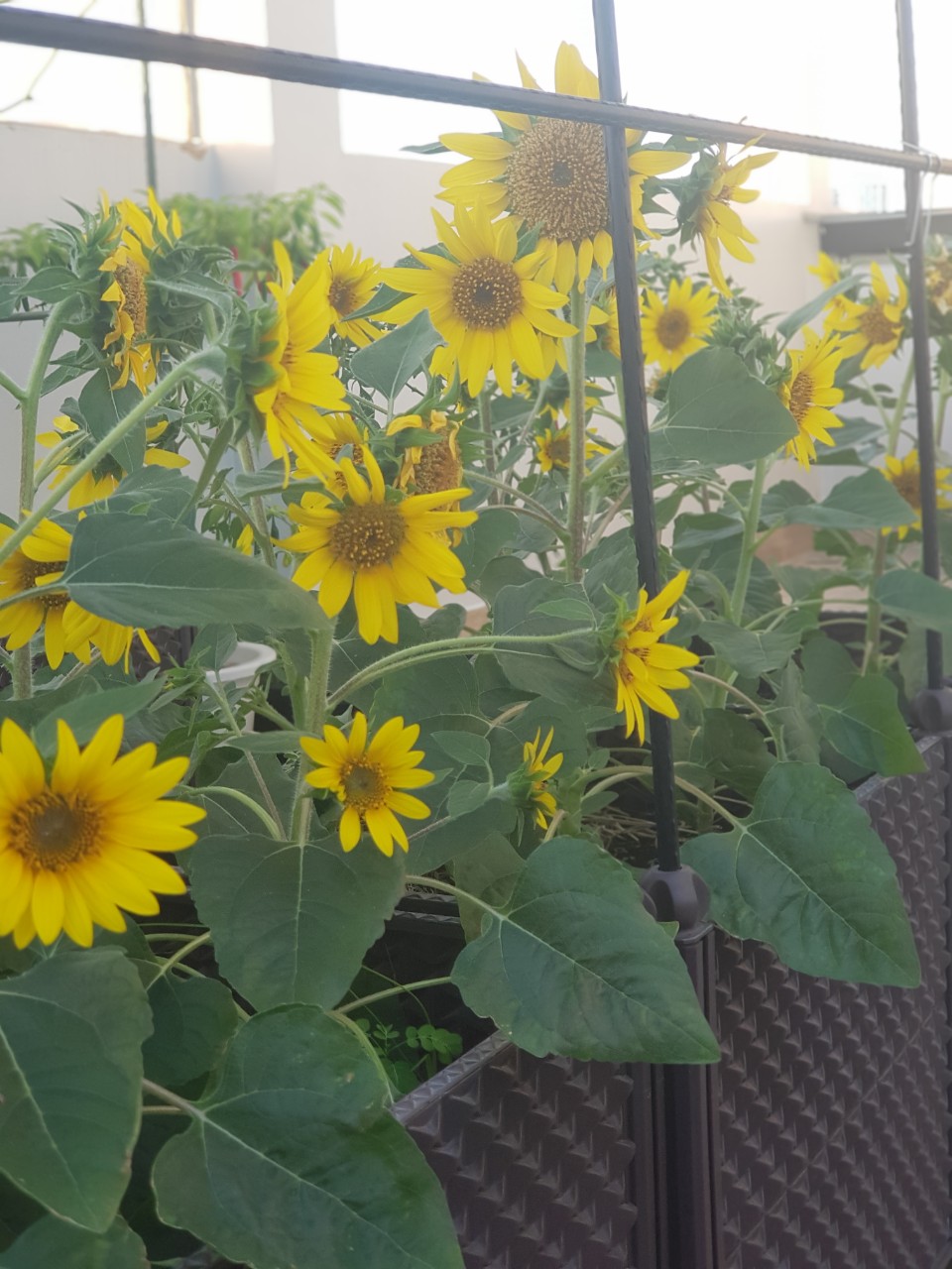 Phân bón hổn hợp NPK Minro 30 - 9 - 9