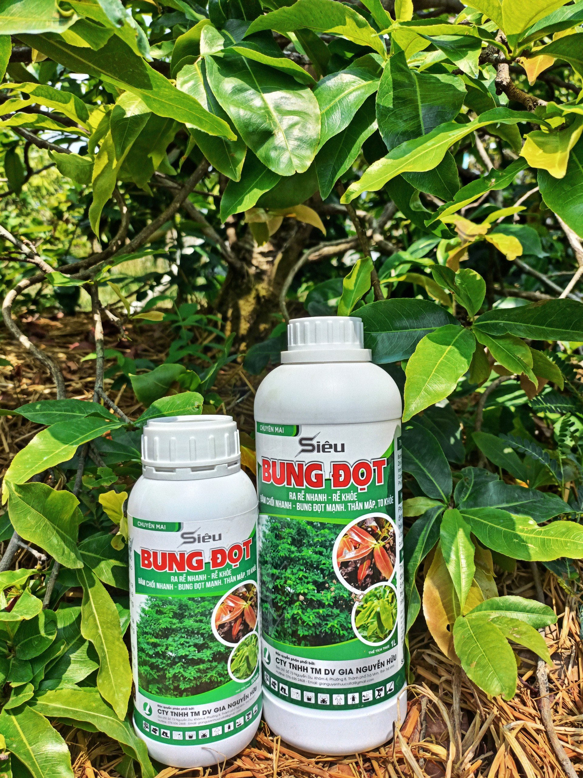 PHÂN BÓN LÁ SIÊU BUNG ĐỌT CHO MAI, CÂY KIỂNG - SIÊU TIẾT KIỆM, SIÊU HIỆU QUẢ