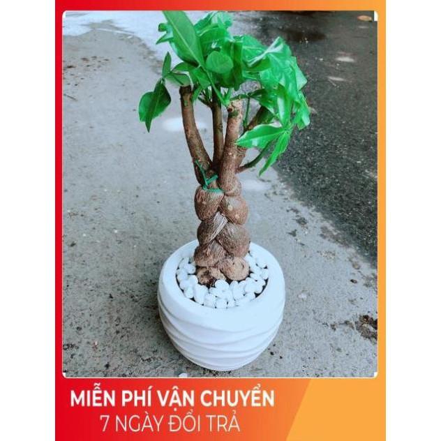 Chậu Kim Ngân 3 Thân Thắt Bính