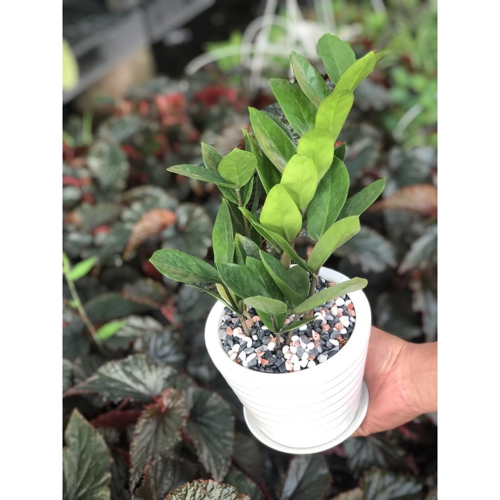 Chậu cây Kim Tiền để bàn