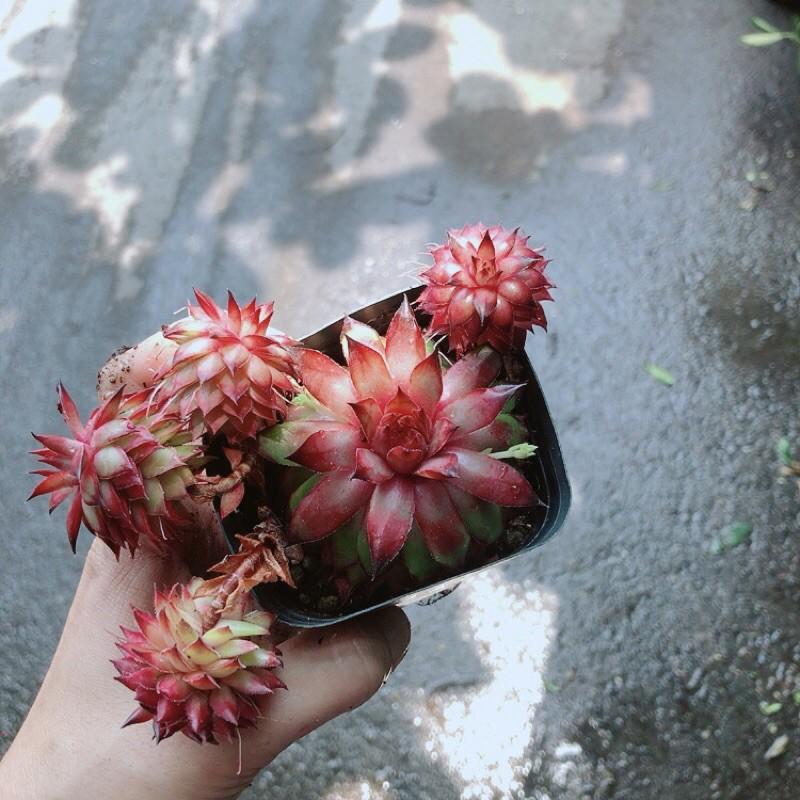 Sen Đá Phật Bà Đỏ