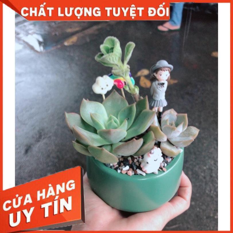 Chậu sen đá tiểu cảnh 3