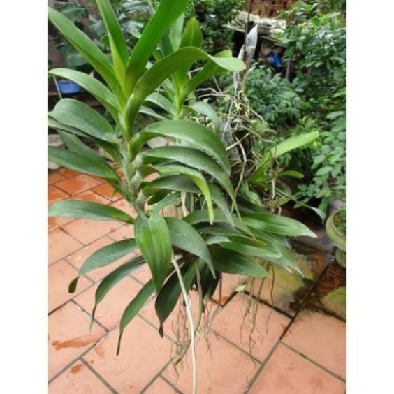 Hoa lan Giáng hương quế nâu+ 700g phân thỏ hữu cơ ki mập khỏe ấm chậu