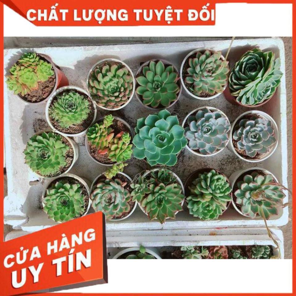 Combo sen đá bánh bao xanh kèm chậu sứ Nhiều Người Mua