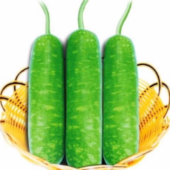Hạt Giống Bầu Sao Bầu Dài F1