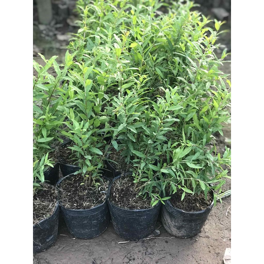 Cây giống lựu đỏ Ấn Độ- cây giống nhập khẩu