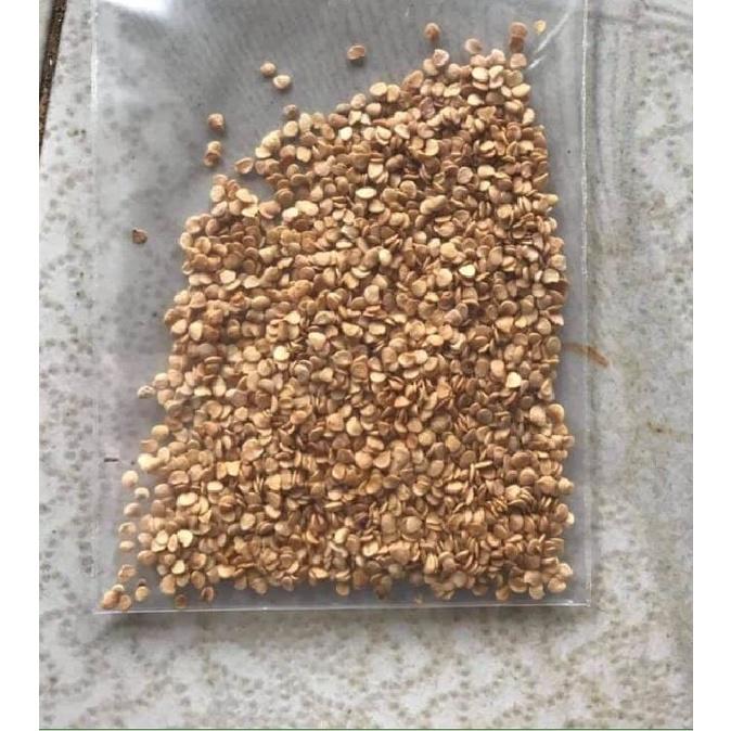 Hạt giống cây dược liệu cà gai leo-Gói 50 hạt/tặng kèm gói phân bón lót