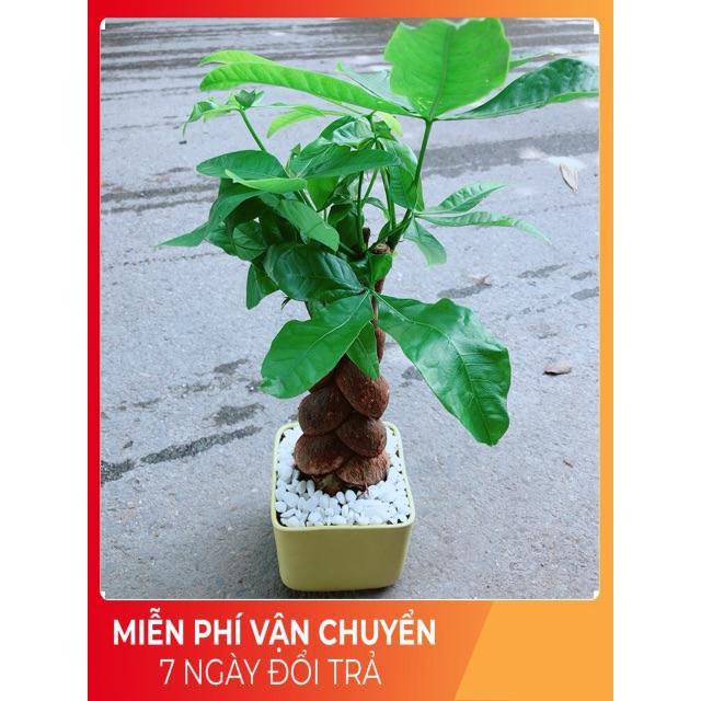 Chậu Kim Ngân 3 Thân Bính