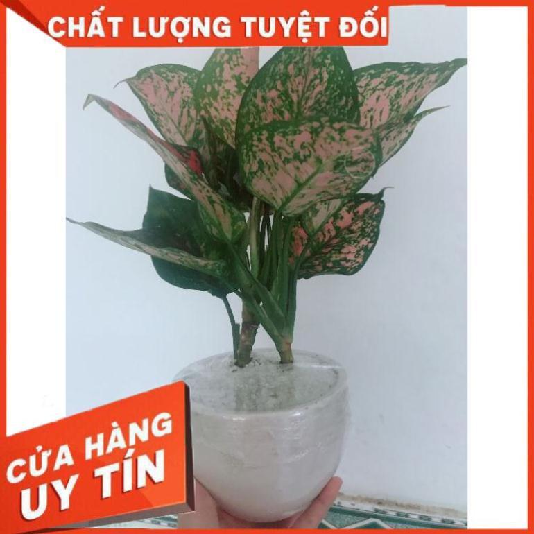 Chậu cây vạn lộc Nhiều Người Mua
