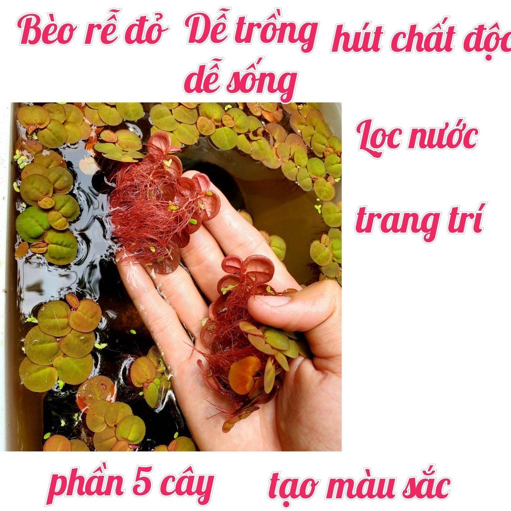 Vi sinh Bio extra chế phẩm sinh học làm trong nước , khử mùi hôi cho hồ cá cảnh hồ thủy sinh,