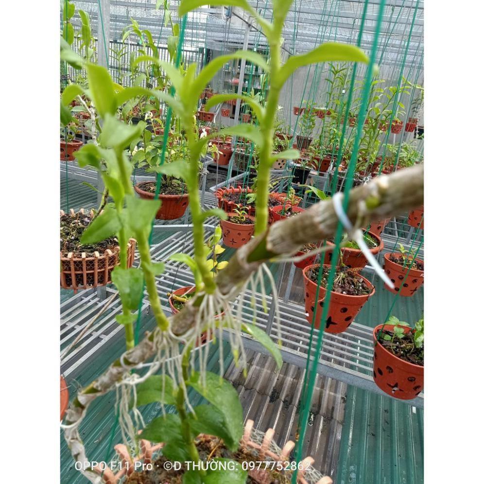 Hoa lan phi điệp Mít phân nhánh Chùa Hương