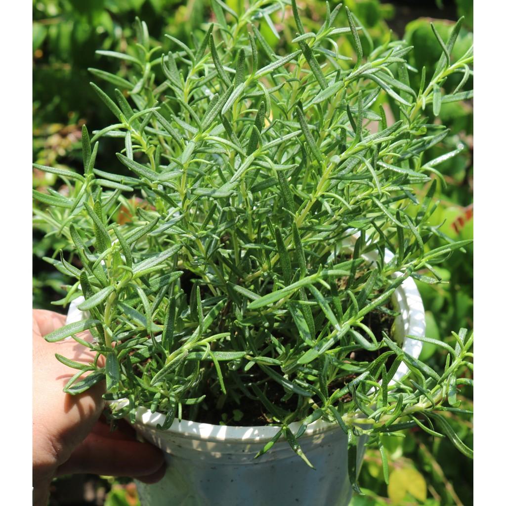 Chậu cây Hương Thảo