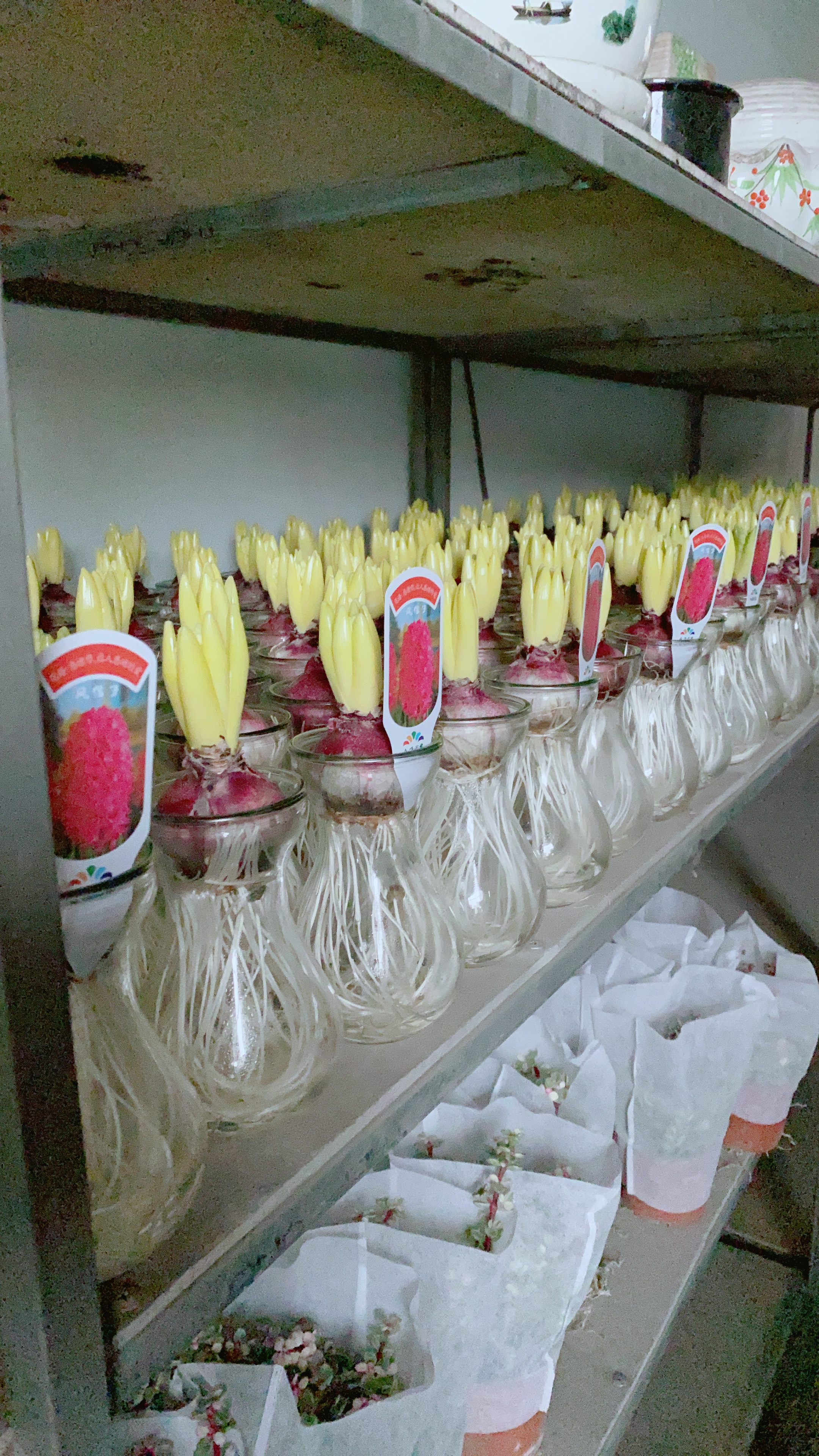 Chậu Cây Củ Ông Tiên Trồng Thủy Sinh