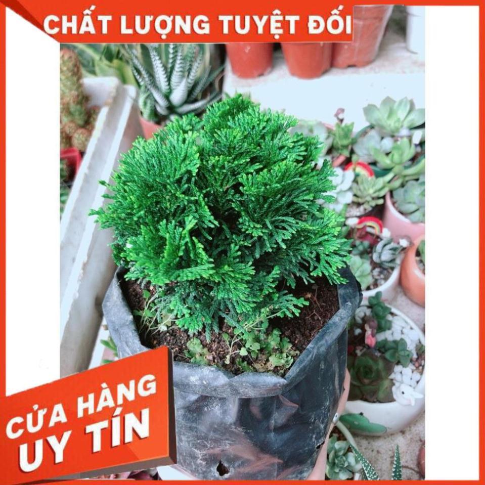 Cây Tùng Trắc Hay Trắc Tùng