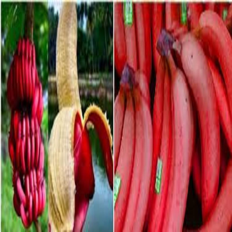 CÂY GIỐNG CHUỐI TÂY ĐỎ DACCA