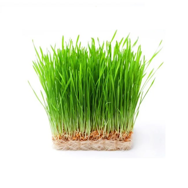 Hạt giống Mầm lúa mạch VTS196