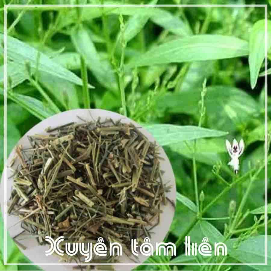Xuyên Tâm Liên khô sạch đóng gói 500gram