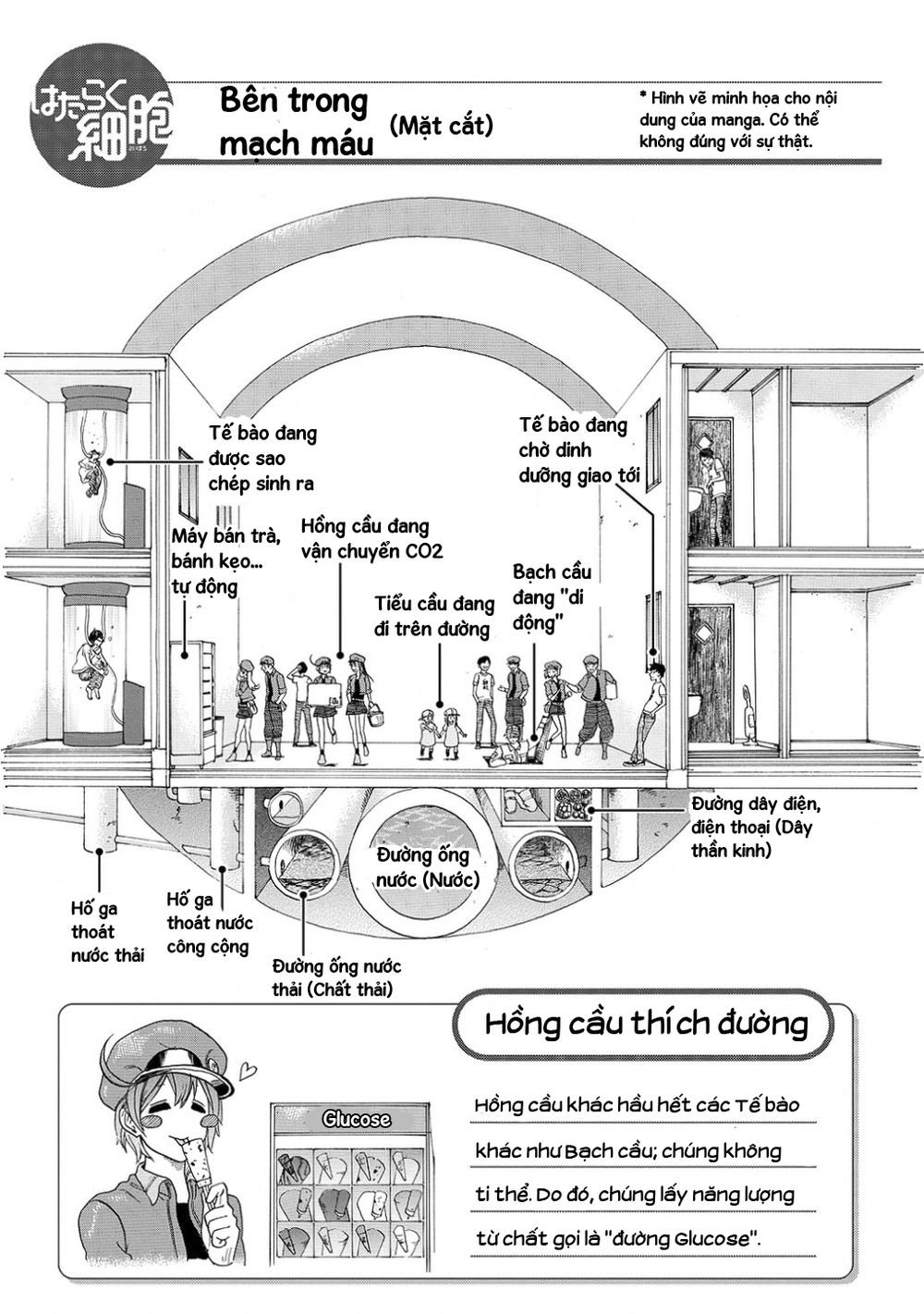 hataraku saibou! chapter 10 26