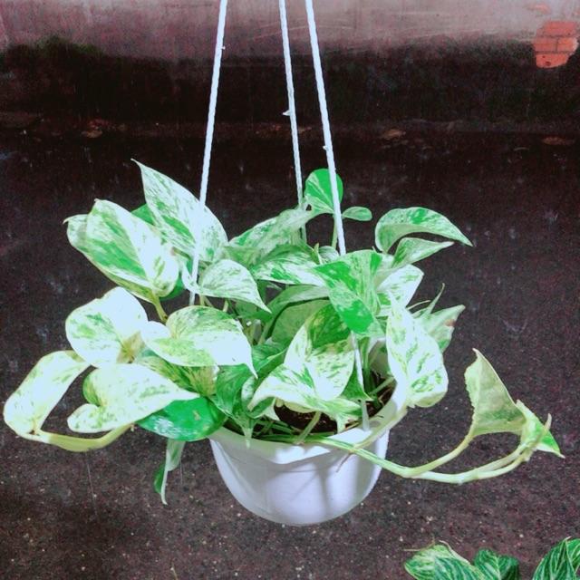 Chậu Trầu Bà Sữa Size Đại