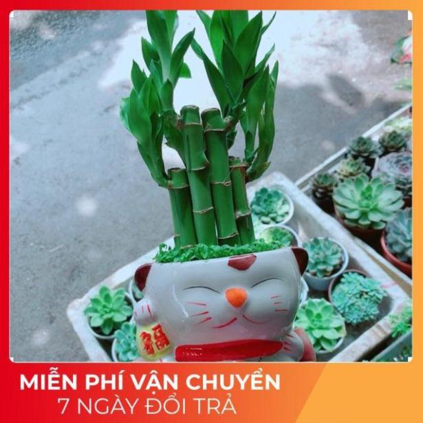 Chậu Trúc Phát Tài Mèo May Mắn